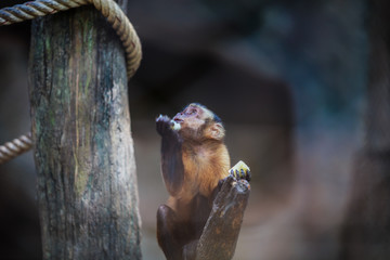 White-headed capuchin (Sepus capuchin nude) in the zoo has a rocky background