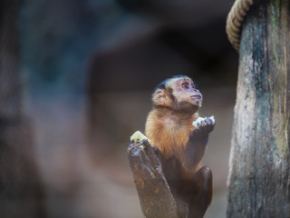 White-headed capuchin (Sepus capuchin nude) in the zoo has a rocky background