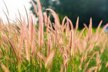 Grass flowers with rim light effect at sunset. Flower grass and sunrise background in the morning....