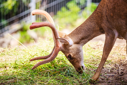 Rucervus eldii eldii