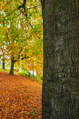 Obraz premium arnhem city