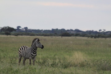 Obraz premium Zèbre aux aguets 