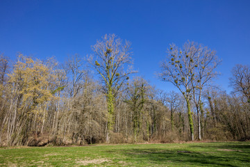 Obraz premium スイス、ジュネーブの森