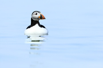 Puffins on the Isle of May, Scotland - 298463421