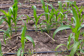 Corn farm with dipping water system. DIY Automatic Watering System for plant vegetable. Technology Water Dipping system for plant vegetable in Thailand
