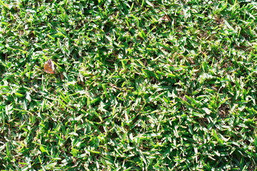 natural green grass texture outdoors