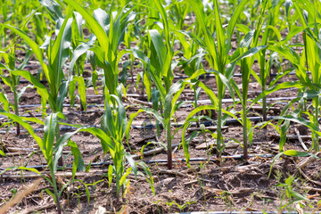 Corn farm with dipping water system. DIY Automatic Watering System for plant vegetable. Technology Water Dipping system for plant vegetable in Thailand