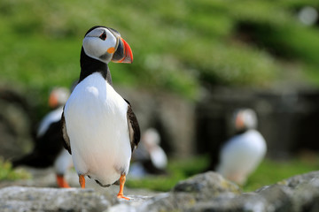 Puffins on the Isle of May, Scotland - 298463616