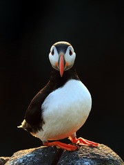 Puffins on the Isle of May, Scotland - 298463642
