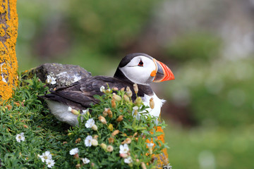 Puffins on the Isle of May, Scotland - 298463649