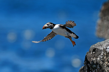 Puffins on the Isle of May, Scotland - 298463664