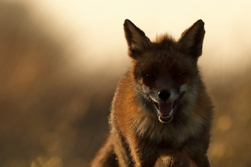 Red Fox portrait - 298463671