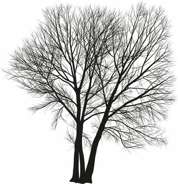 tree, poplar, deciduous, leafless, branch, crown, root, plant, nature, natural, flora, drawing, illustration, vector, black,