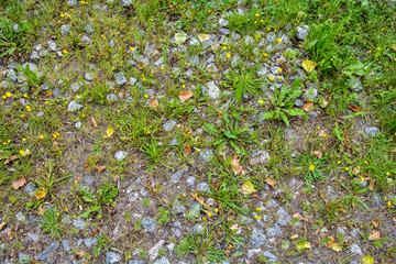 Texture of earth with small granite stones and growing green grass. Rubble and grass plants and flowers on ground