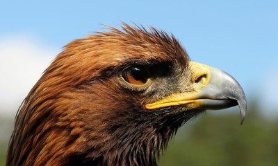 Details and portraits of birds of prey,