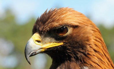 Details and portraits of birds of prey,