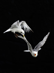 Kittiwake fighting in the air plucking feather - 298463843