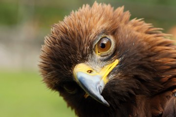 Details and portraits of birds of prey,