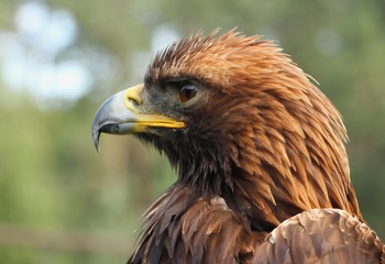Details and portraits of birds of prey,