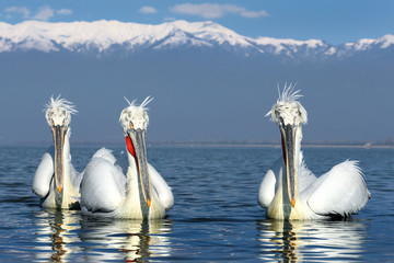 Dalmatian Pelicans on Lake Kerkini in Winter - 298463887