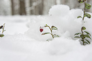 Lingonberry (cowberry, red whortleberry) berries under a snowdrift of snow.