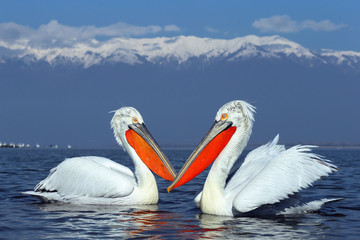Dalmatian Pelicans on Lake Kerkini in Winter - obrazy, fototapety, plakaty