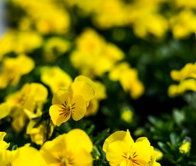 flower yellow