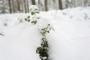 Lingonberry (cowberry, red whortleberry) berries under a snowdrift of snow.