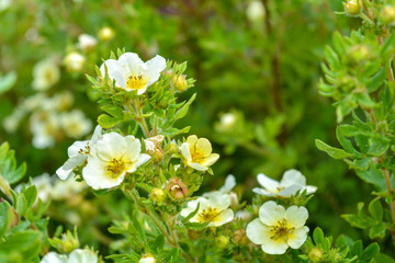 Soft macro focus of blooming bush with green leaves and small white flowers with yellow center. Pretty white flowers blooming in a garden. Close-up of bush of small white flowers