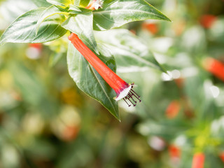 Cuphea ignea - Gros plan sur Plante-cigare ou Fleur-cigarette au long calice tubulé rouge borduré de blanc et noir