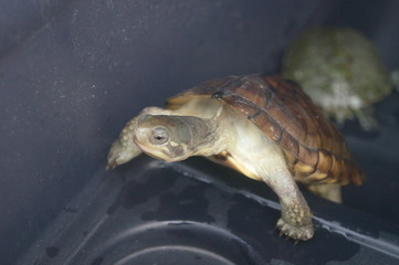 The turtles are at the aquarium