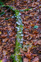 Moss and Fungus on an Old Tree Limb