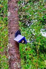 Odd Shaped Birdhouse on a Tree in the Forest