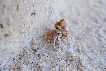 可愛いヤドカリ