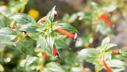 Plante-cigare ou Fleur-cigarette (Cuphea ignea)
