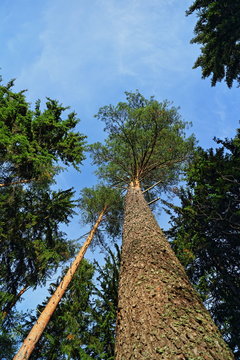 Tall pine trees overhead, Looking Up © mrivserg