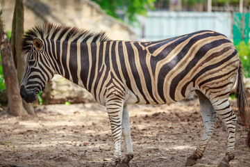 Portrait of a male Zebra