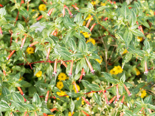 Cuphea ignea - Plante-cigare ou Fleur-cigarette au long calice tubulé rouge borduré de blanc et noir, au feuillage lancéolé vert foncé