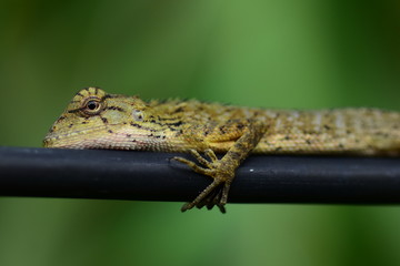 Chameleons sunbathe on electric wires.