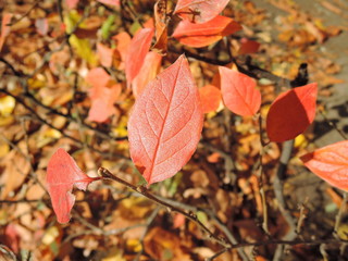 Autumn red leaves of shrub.Soft selective focus, close up.Red speckled leaves of young barberry. Autumn leaves. Beautiful nature.
