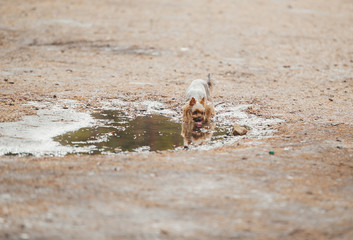 Yorkshire Terrier drinks water from a puddle