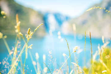 Beautiful bright summer background, blades of grass on a background of blue sky and water, abstract natural background and texture