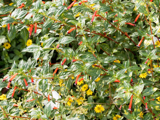 Cuphea ignea - Plante-cigare ou Fleur-cigarette au long calice tubulé rouge borduré de blanc et...