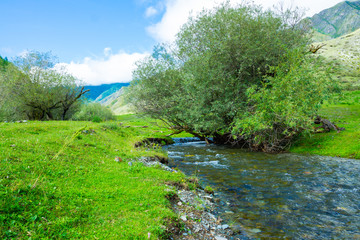 Mountain river in green valley. Wild nature landscape.