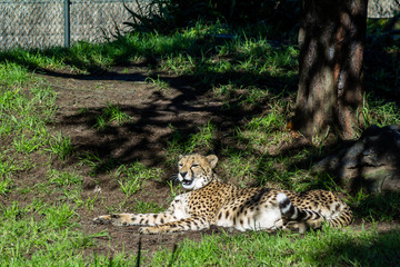 Cheetahs rest in the grass and on platforms. Auckland Zoo, Auckland, New Zealand