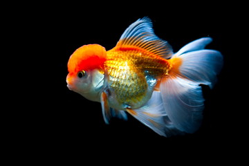 Cute goldfish In the aquarium Beautiful pet.