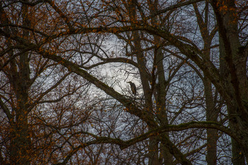 Autumn silhouette view a grey day in Stockholm, branches and heron
