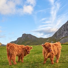 Highland cattle mother and her baby 1