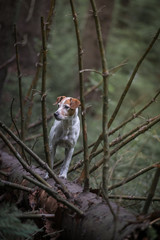 The Krkonose Mountains are a geomorphological complex and the highest mountain range in the Czech Republic and the Czech Highlands. It is located in northeastern Bohemia and in the south of the Polish