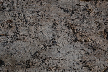 wood texture, closeup